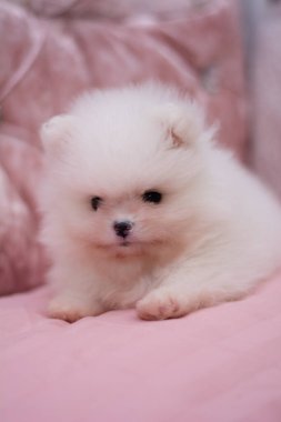 Köpek yavrusu köpek yavrusu Yorkshire teriyeri chihuahua saç kesimi beyaz mini