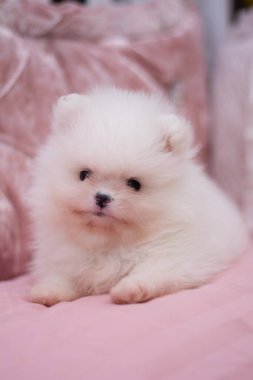 Köpek yavrusu köpek yavrusu Yorkshire teriyeri chihuahua saç kesimi beyaz mini