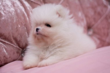 Köpek yavrusu köpek yavrusu Yorkshire teriyeri chihuahua saç kesimi beyaz mini