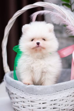 Köpek yavrusu köpek yavrusu Yorkshire teriyeri chihuahua saç kesimi beyaz mini