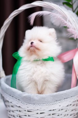 Köpek yavrusu köpek yavrusu Yorkshire teriyeri chihuahua saç kesimi beyaz mini