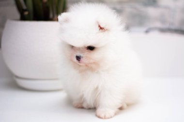 Köpek yavrusu köpek yavrusu Yorkshire teriyeri chihuahua saç kesimi beyaz mini