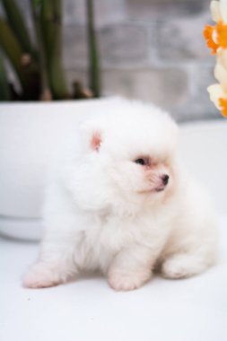 Köpek yavrusu köpek yavrusu Yorkshire teriyeri chihuahua saç kesimi beyaz mini