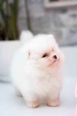 Köpek yavrusu köpek yavrusu Yorkshire teriyeri chihuahua saç kesimi beyaz mini