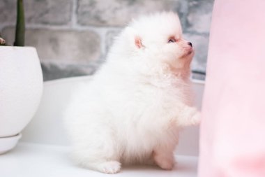 Köpek yavrusu köpek yavrusu Yorkshire teriyeri chihuahua saç kesimi beyaz mini