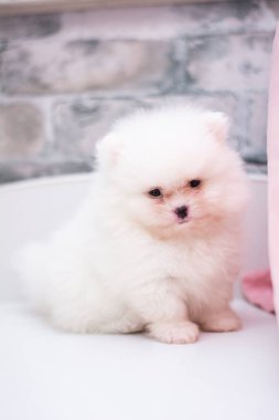 Köpek yavrusu köpek yavrusu Yorkshire teriyeri chihuahua saç kesimi beyaz mini