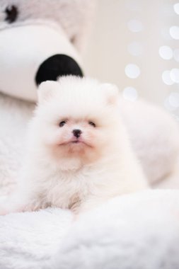 Köpek yavrusu köpek yavrusu Yorkshire teriyeri chihuahua saç kesimi beyaz mini