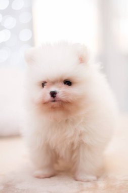 Köpek yavrusu köpek yavrusu Yorkshire teriyeri chihuahua saç kesimi beyaz mini