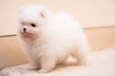 Köpek yavrusu köpek yavrusu Yorkshire teriyeri chihuahua saç kesimi beyaz mini