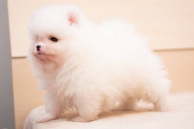 Köpek yavrusu köpek yavrusu Yorkshire teriyeri chihuahua saç kesimi beyaz mini