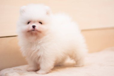 Köpek yavrusu köpek yavrusu Yorkshire teriyeri chihuahua saç kesimi beyaz mini