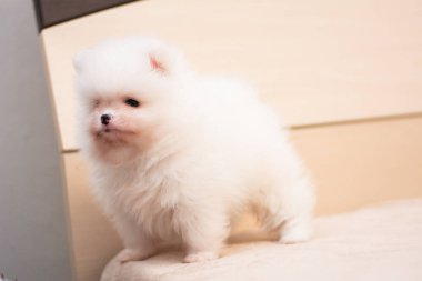 Köpek yavrusu köpek yavrusu Yorkshire teriyeri chihuahua saç kesimi beyaz mini