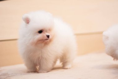 Köpek yavrusu köpek yavrusu Yorkshire teriyeri chihuahua saç kesimi beyaz mini