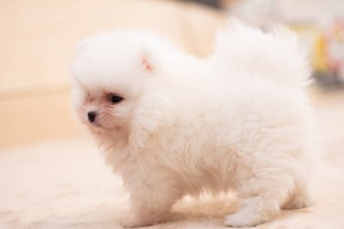 Köpek yavrusu köpek yavrusu Yorkshire Teriyeri Chihuahua tımarlıyor.