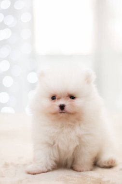 Köpek yavrusu köpek yavrusu Yorkshire Teriyeri Chihuahua tımarlıyor.