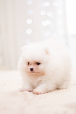 Köpek yavrusu köpek yavrusu Yorkshire Teriyeri Chihuahua tımarlıyor.