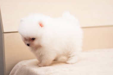 Köpek yavrusu köpek yavrusu Yorkshire Teriyeri Chihuahua tımarlıyor.