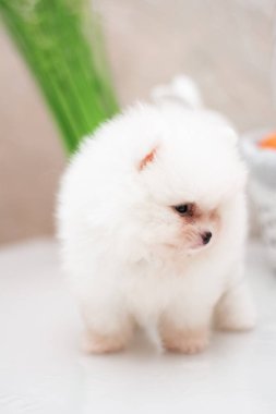 Köpek yavrusu köpek yavrusu Yorkshire Teriyeri Chihuahua tımarlıyor.