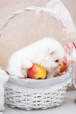 Köpek yavrusu köpek yavrusu Yorkshire Teriyeri Chihuahua tımarlıyor.