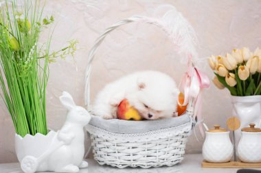 Köpek yavrusu köpek yavrusu Yorkshire Teriyeri Chihuahua tımarlıyor.