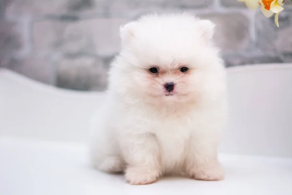 Puppy Spitz Hond Huisdier Yorkshire Terriër Chihuahua Verzorgen — Stockfoto