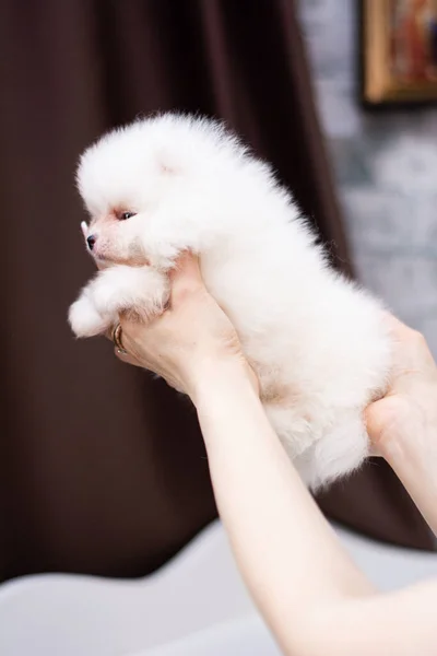 Pentu Spitz Koira Lemmikki Yorkshire Terrieri Chihuahua Aliarvostus Valkoinen Mini — kuvapankkivalokuva