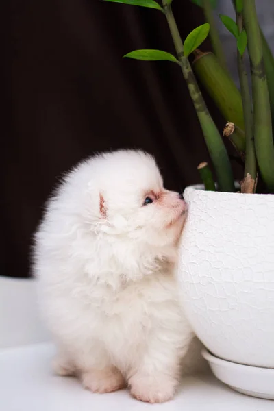 Štěně Spitz Pes Pet Yorkshire Teriér Chihuahua Sestřih Bílý Mini — Stock fotografie