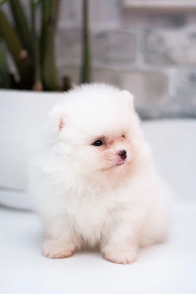 Štěně Spitz Pes Pet Yorkshire Teriér Chihuahua Sestřih Bílý Mini — Stock fotografie