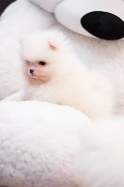 Cachorro Spitz Perro Mascota Yorkshire Terrier Chihuahua Corte Pelo Blanco —  Fotos de Stock