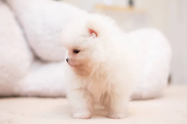 Puppy Spitz Dog Pet Yorkshire Terrier Chihuahua Haircut White Mini — Stock Photo, Image