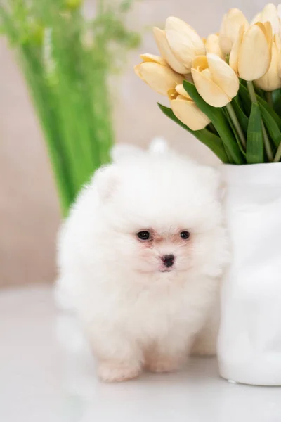 Puppy Spitz Hond Huisdier Yorkshire Terriër Chihuahua Verzorgen — Stockfoto