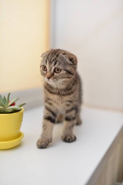 Küçük İskoç kedisi İngiliz kedisi Birmanyalı küçük hayvanlar