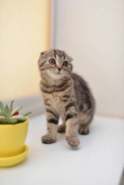 Küçük İskoç kedisi İngiliz kedisi Birmanyalı küçük hayvanlar