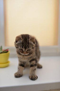 Küçük İskoç kedisi İngiliz kedisi Birmanyalı küçük hayvanlar