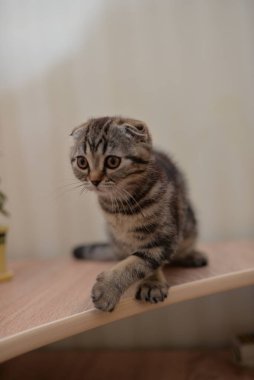 Küçük İskoç kedisi İngiliz kedisi Birmanyalı küçük hayvanlar