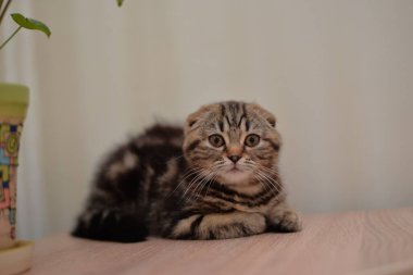 Küçük İskoç kedisi İngiliz kedisi Birmanyalı küçük hayvanlar