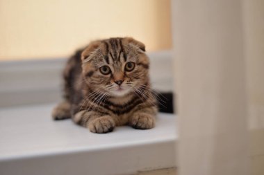 Kedi yavrusu İskoç İngiliz kedisi Burma cüce hayvanlar