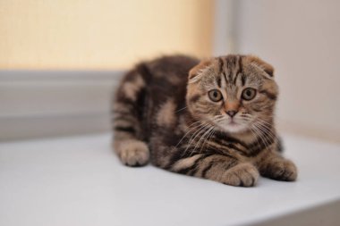 Kedi yavrusu İskoç İngiliz kedisi Burma cüce hayvanlar