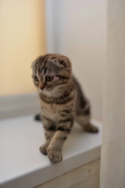 Gatinho Escocês Britânico Gato Birmanês Munchkin Animais — Fotografia de Stock