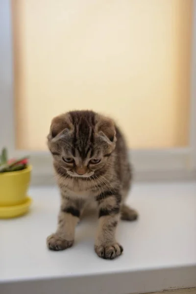 Gatinho Escocês Britânico Gato Birmanês Munchkin Animais — Fotografia de Stock