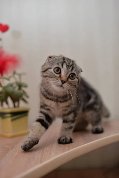 Gatinho Escocês Britânico Gato Birmanês Munchkin Animais — Fotografia de Stock