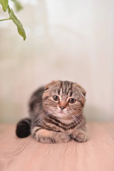 Gatinho Escocês Britânico Gato Birmanês Munchkin Animais — Fotografia de Stock