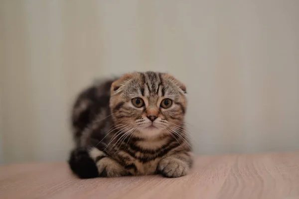 スコティッシュ ブリティッシュ キャットビルマ マンチキン動物 — ストック写真