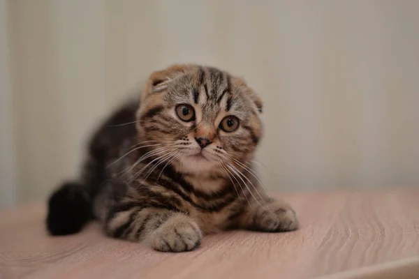 Gatinho Escocês Britânico Gato Birmanês Munchkin Animais — Fotografia de Stock