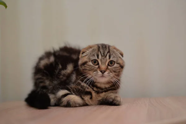 Gattino Gatto Scozzese Britannico Burmese Munchkin Animali — Foto Stock