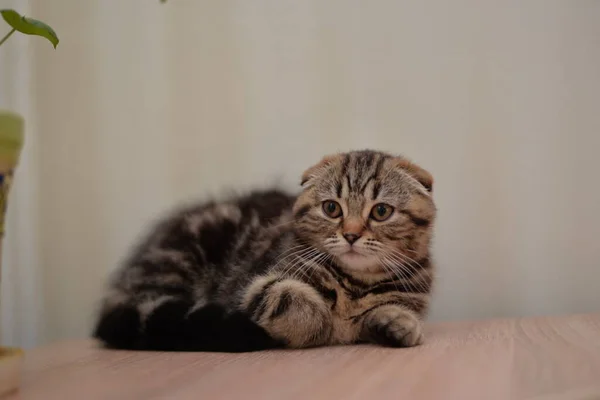 Kattunge Skotsk Brittisk Katt Burmesiska Mumsdjur — Stockfoto