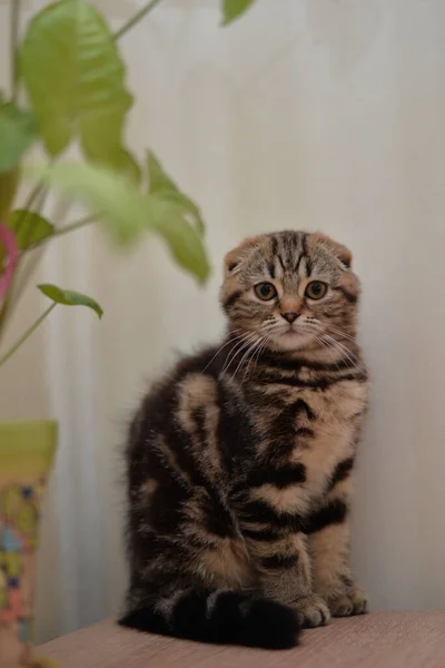 スコティッシュ ブリティッシュ キャットビルマ マンチキン動物 — ストック写真