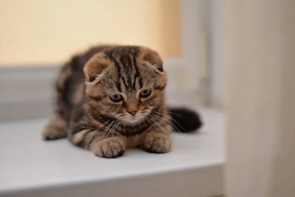 Gatinho Escocês Britânico Gato Birma Munchkin Animais — Fotografia de Stock