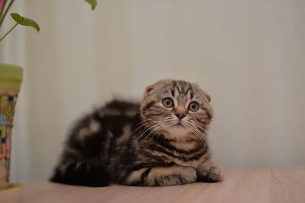 Gatinho Escocês Britânico Gato Birmanês Munchkin Animais Imagem De Stock