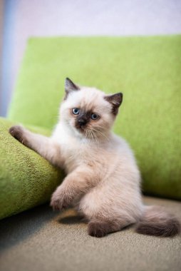 Kedi yavrusu İskoç İngiliz kedisi Burma cüce hayvanlar